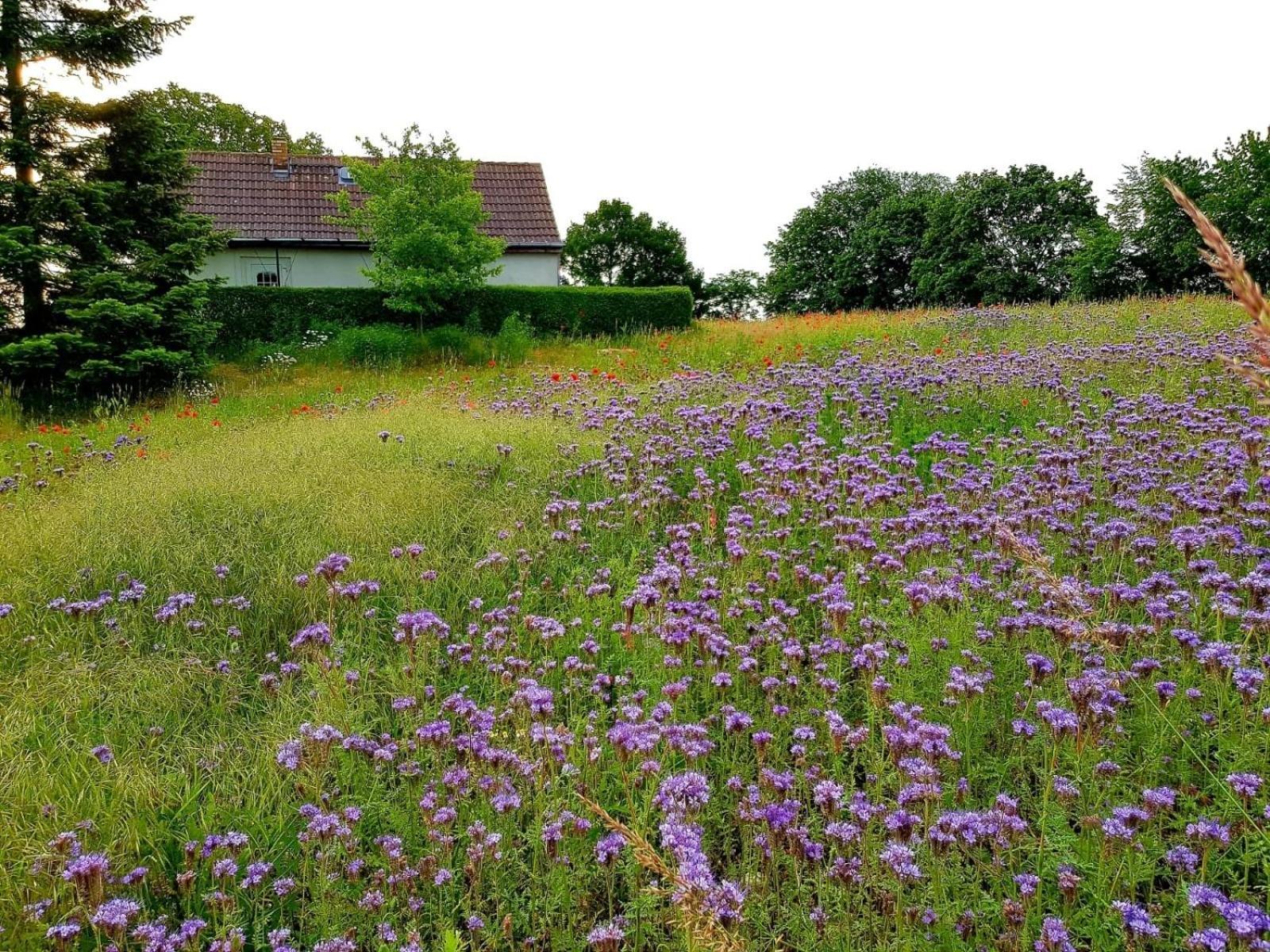 Ferienhaus Gransee Unmittelbar Am Stechlinsee - Radweg Buitenkant foto