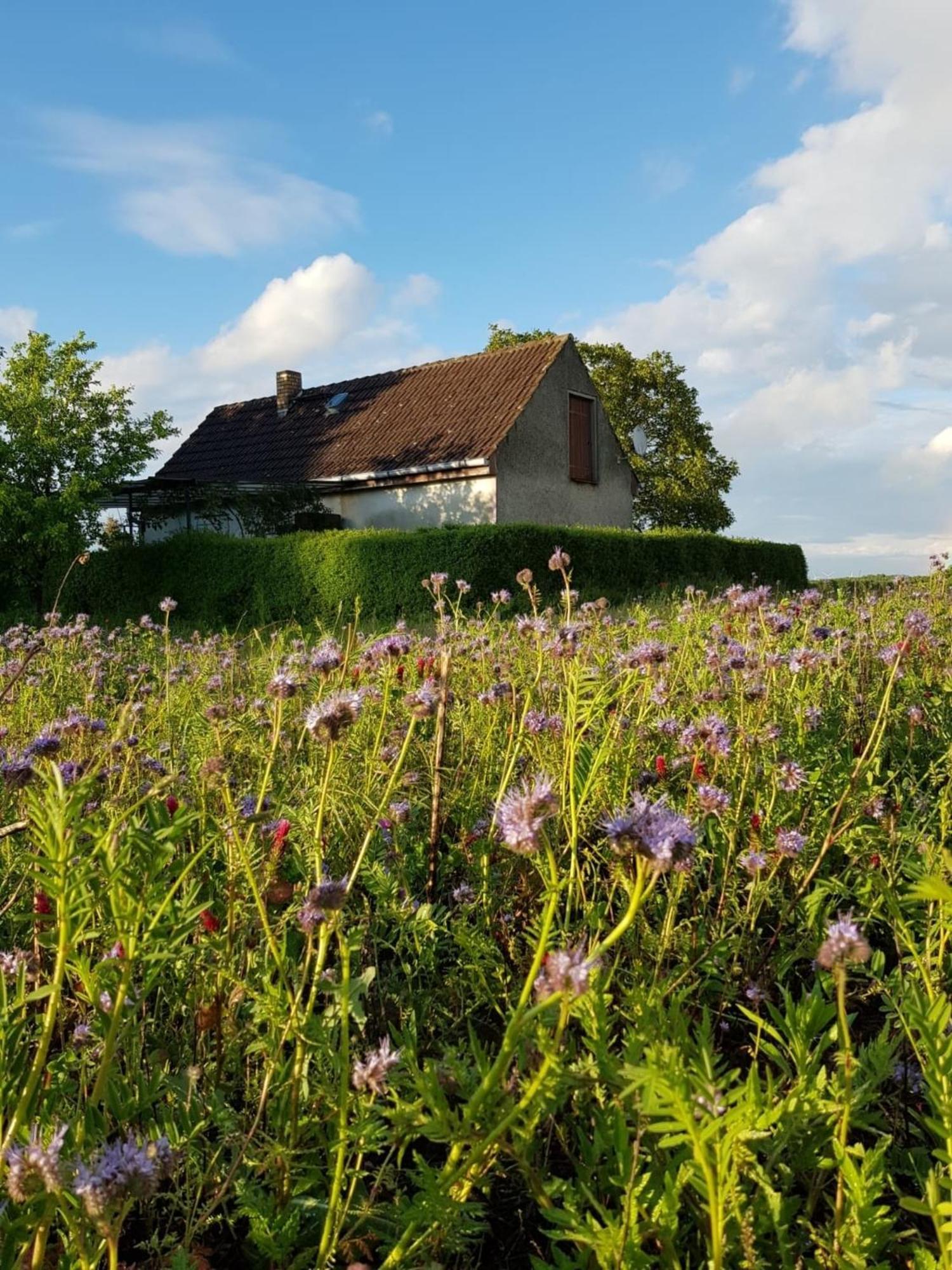 Ferienhaus Gransee Unmittelbar Am Stechlinsee - Radweg Buitenkant foto